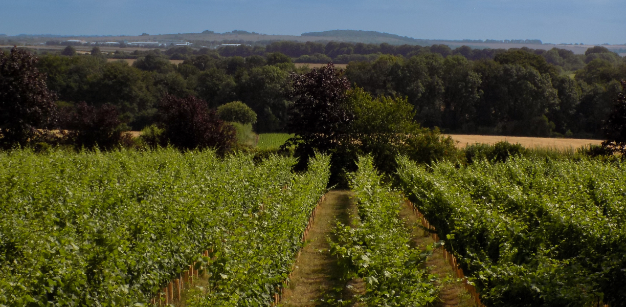 Vineyards with Wiltshire countryside views